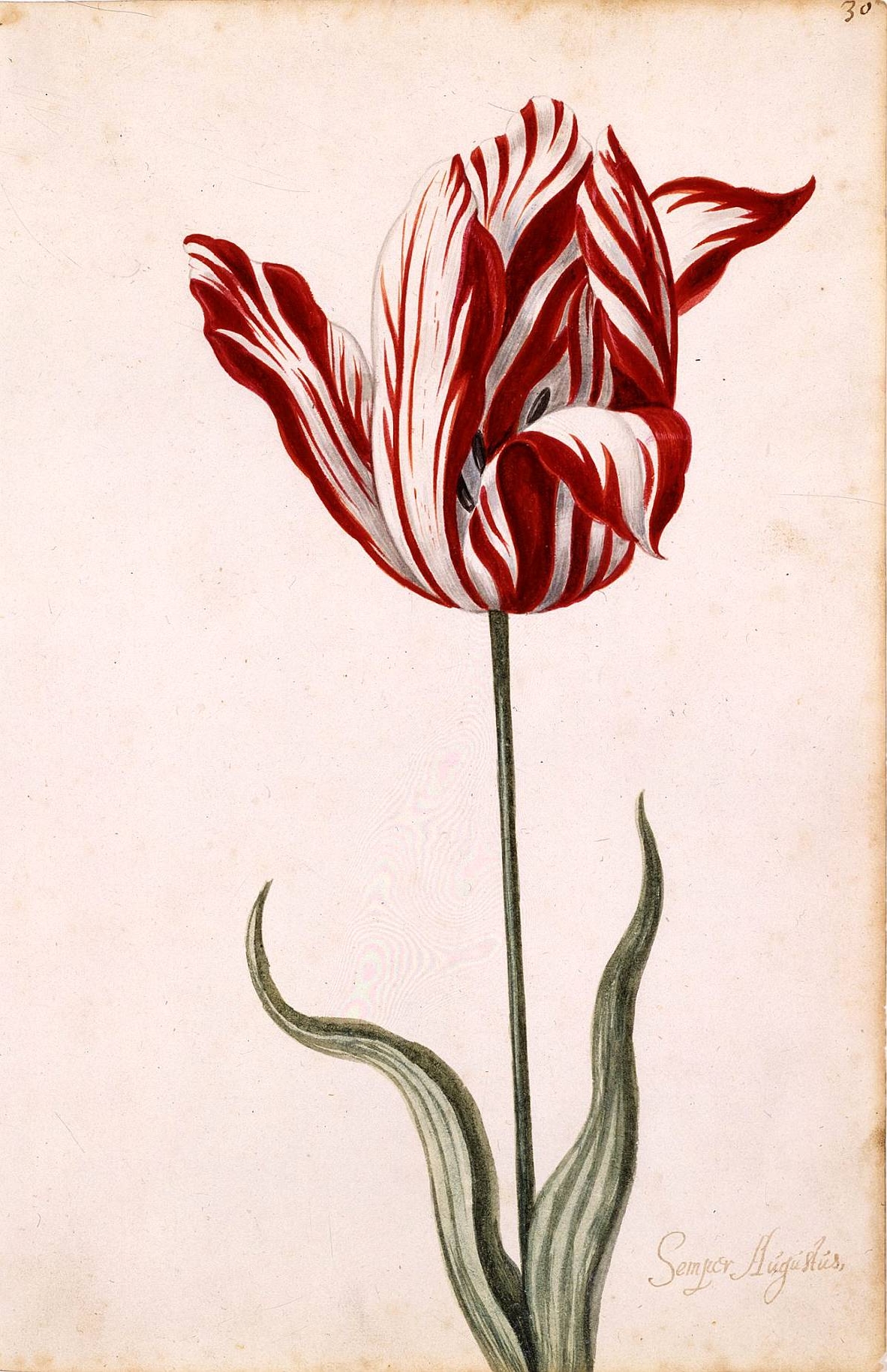 Aquarela anônima do século XVII da Semper Augustus, o bulbo mais famoso de tulipa, que foi vendido por preço recorde.