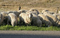 Sheep eating grass.jpg