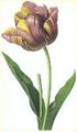 Tulip redoute.JPG
