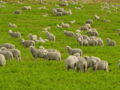 Corriedale lambs in Tierra del Fuego.JPG